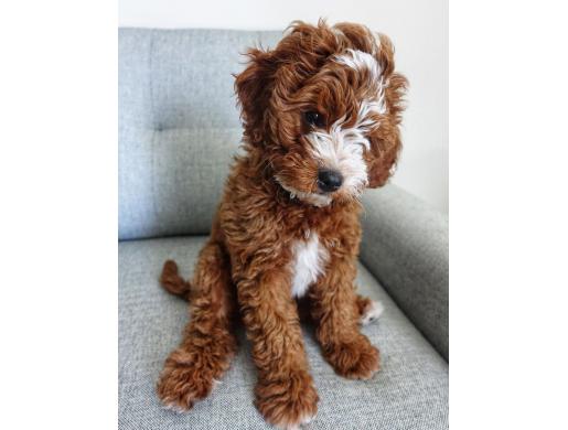 cavapoo puppies, Namibe -  Algeria