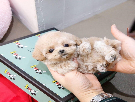 cute teacup puppies , Namibe -  Algeria