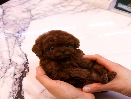 cute teacup puppies , Namibe -  Algeria