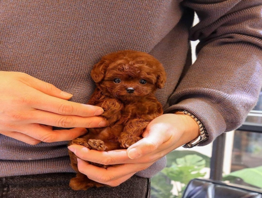 cute teacup puppies , Namibe -  Algeria